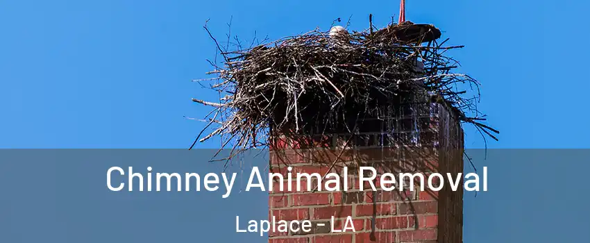 Chimney Animal Removal Laplace - LA