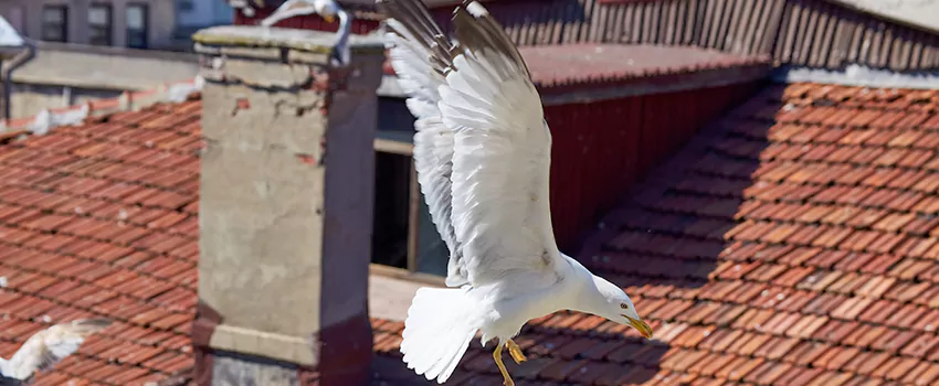Residential Chimney Animal Removal Solution in Laplace, LA