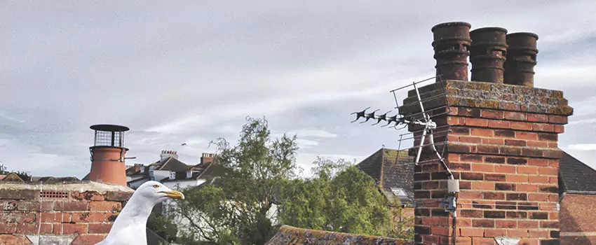 Chimney Cleaning And Restoration in Laplace, Louisiana